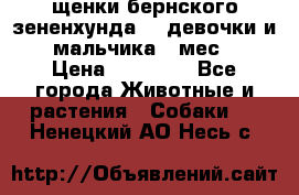 щенки бернского зененхунда. 2 девочки и 2 мальчика(2 мес.) › Цена ­ 22 000 - Все города Животные и растения » Собаки   . Ненецкий АО,Несь с.